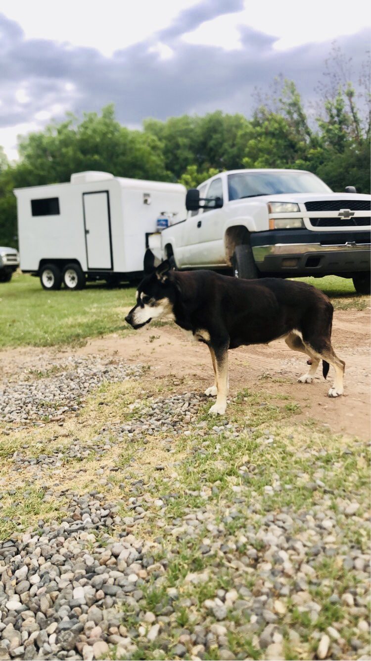 Mia's Pet Spa mobile services section image