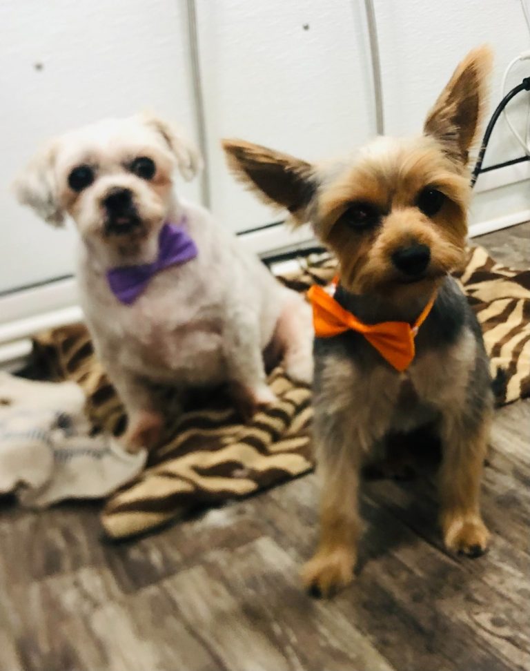 Dog grooming package image from Mia's Pet Spa