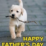 Another groomed dog image from Miss J's Mobile Dog Grooming