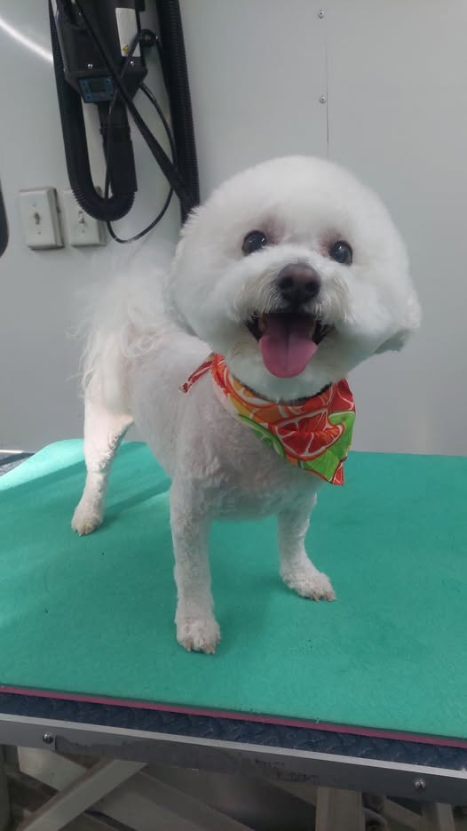 Miss Kim's Mobile Pet Grooming LLC