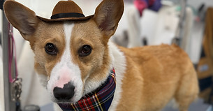 Miss T's Fur Family mobile grooming service photo