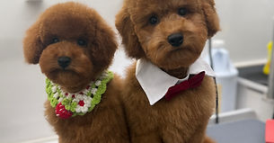 Miss T's Fur Family grooming service photo