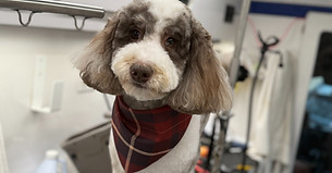 Miss T's Fur Family premium grooming package photo