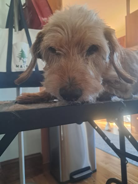 Freshly groomed dog photo shared by MJ Sanborn Mobile Dog Grooming