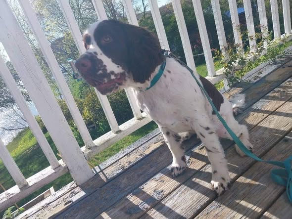 Additional dog grooming photo from MJ Sanborn's public post