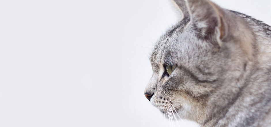 Gray cat after grooming
