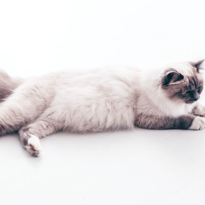 Cat lying down after grooming
