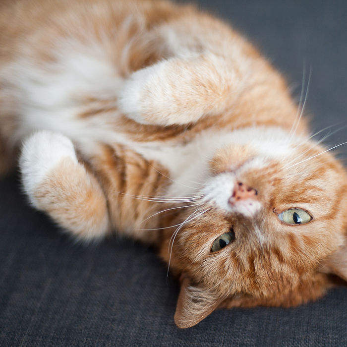 Ginger cat from Mobile Cat Grooming service page