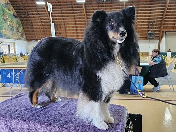 Groomed dog featured on Mobile Grooming by Cynara website