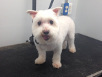 Freshly groomed dog by Mobile Pet Grooming Baltimore Area