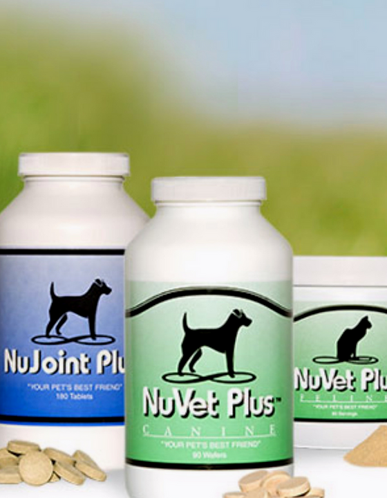 Groomed dog shown on Mobile Pet Grooming website