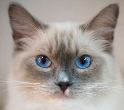 Blue-eyed cat featured by Mobile Pet Grooming Spa Peninsula