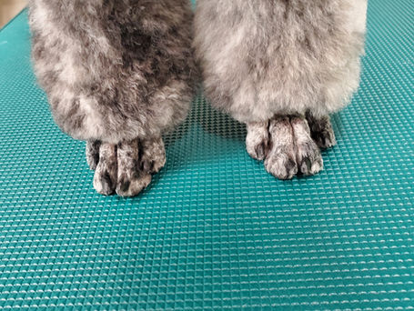 Another Mobile Pet Pawdicures pet image