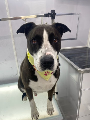 Freshly groomed dog from MobileDog gallery