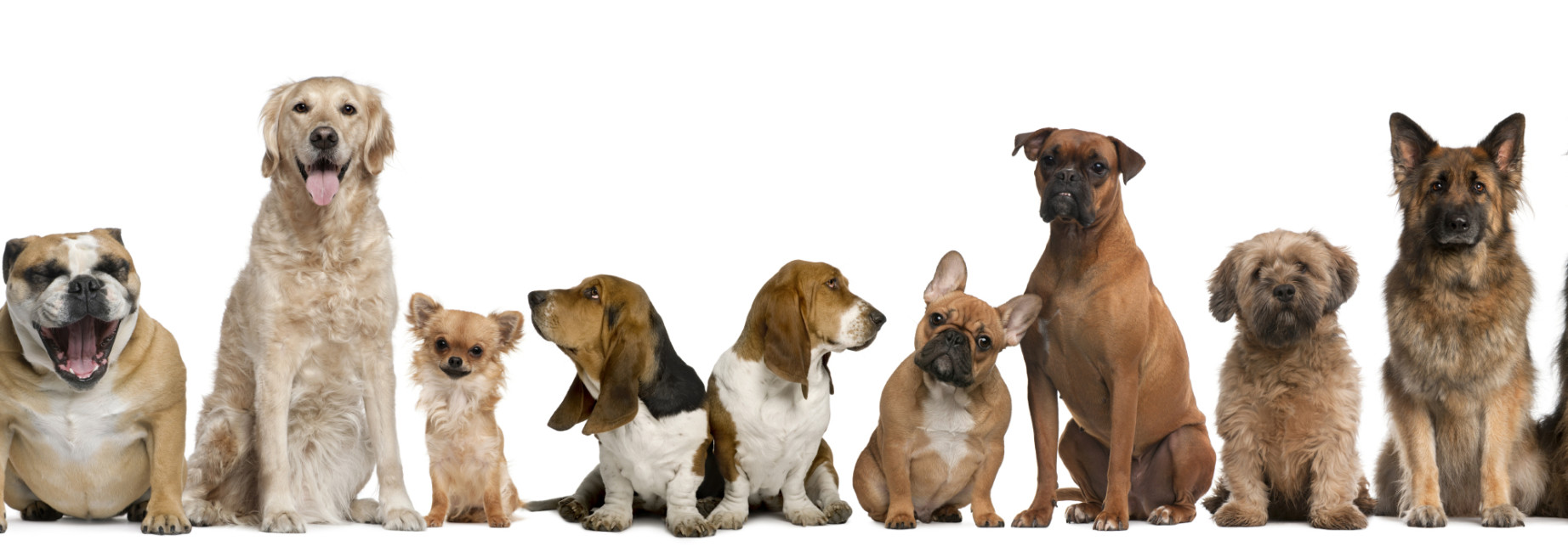 Morgan Mobile Pet Grooming service photo