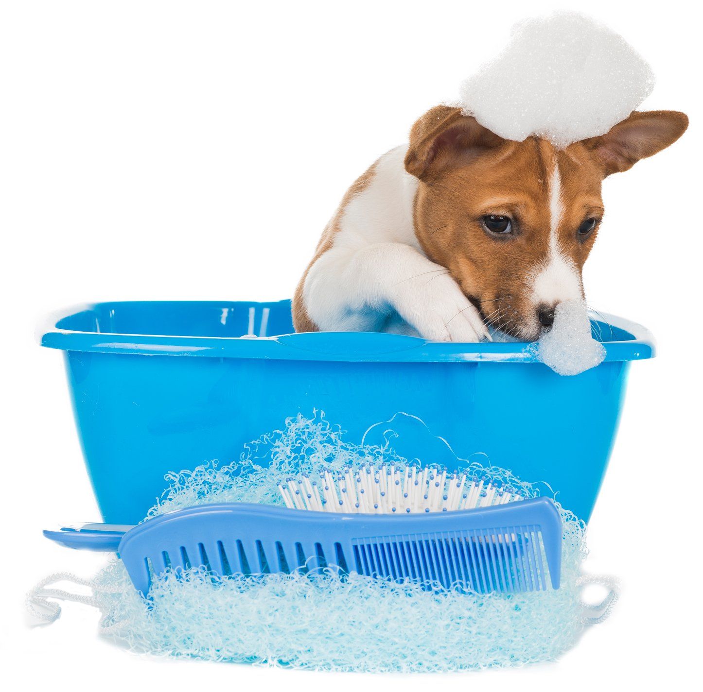 Morris Pet Grooming LLC