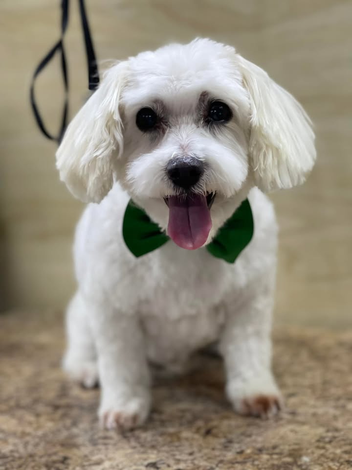 Movin and a Groomin Mobile Pet Grooming