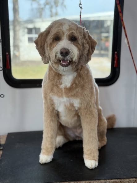 Recent groomed dog photo from Movin and a Groomin Mobile Pet Grooming