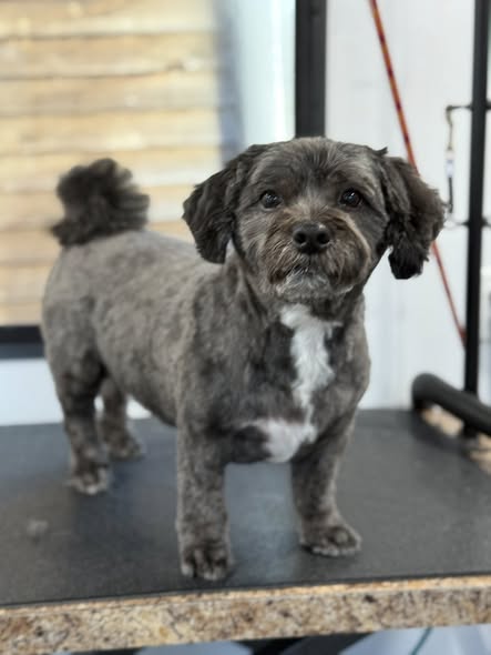 Additional pet grooming photo from Movin and a Groomin Mobile Pet Grooming