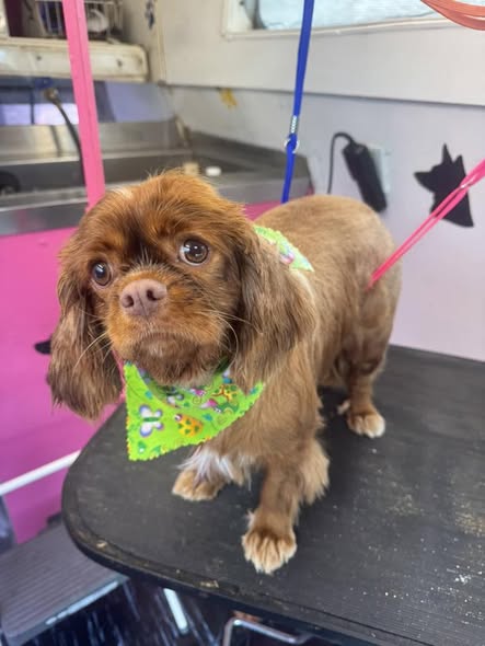 MPG Mobile Pet Grooming