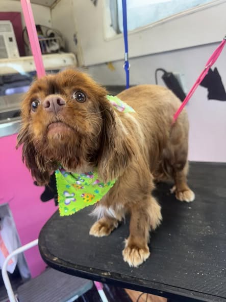 Another groom result shared by MPG Mobile Pet Grooming