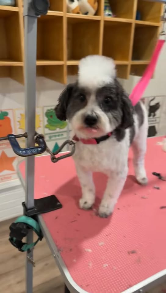 Freshly groomed dog featured by Ms. Maci’s Mobile Grooming