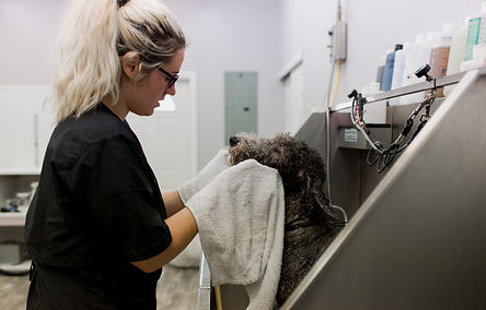 Muddy Mutts grooming salon interior