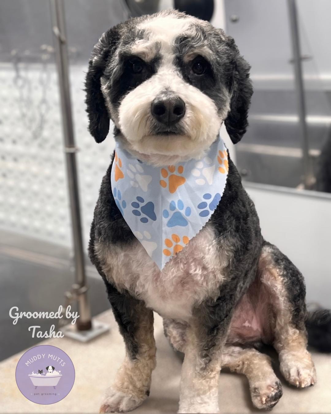 Dogs welcomed to Muddy Mutts mobile grooming