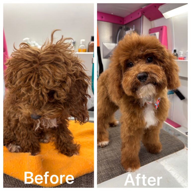 Before and after dog groom from Mutha Fluffers