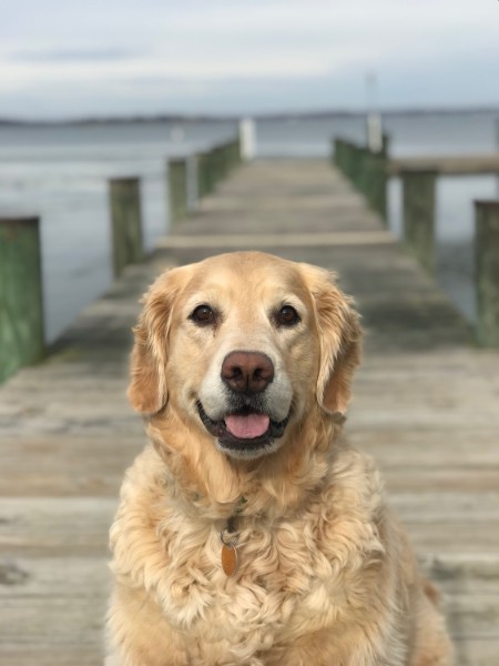 Mutha Fluffers grooming van