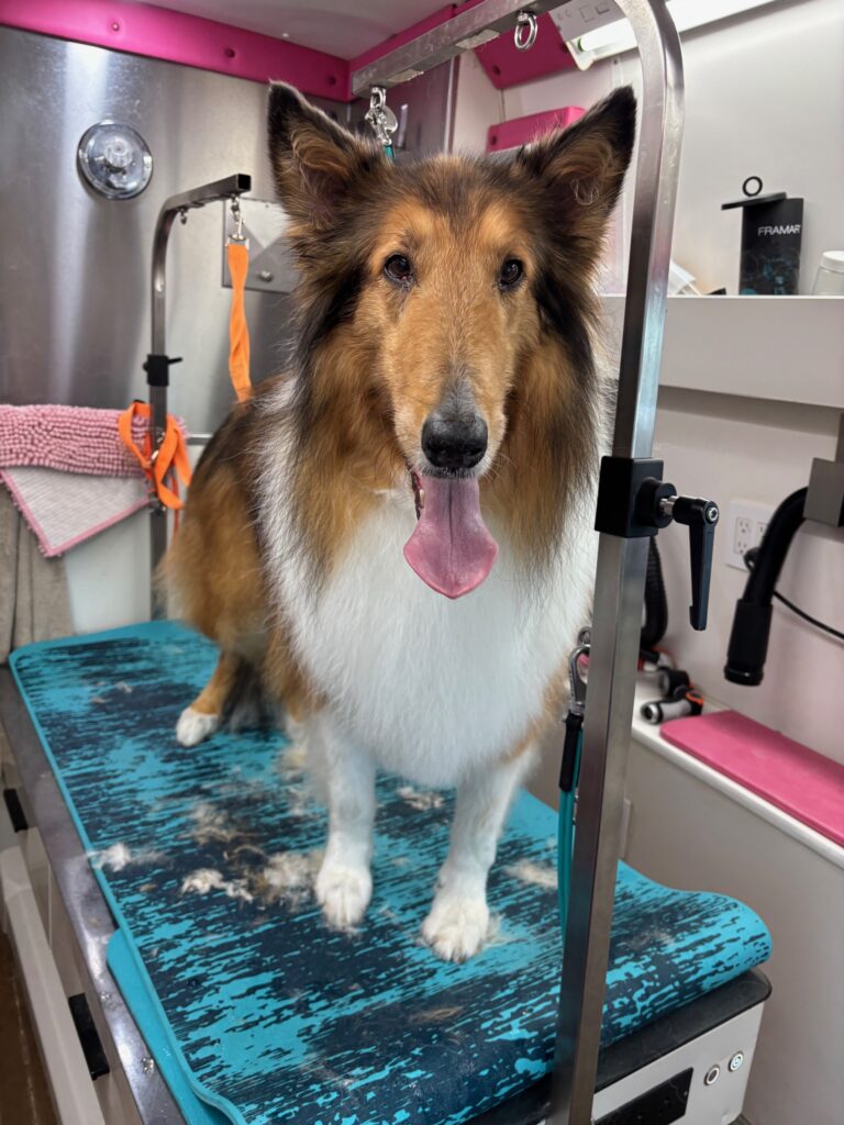 Mobile grooming setup from Mutha Fluffers