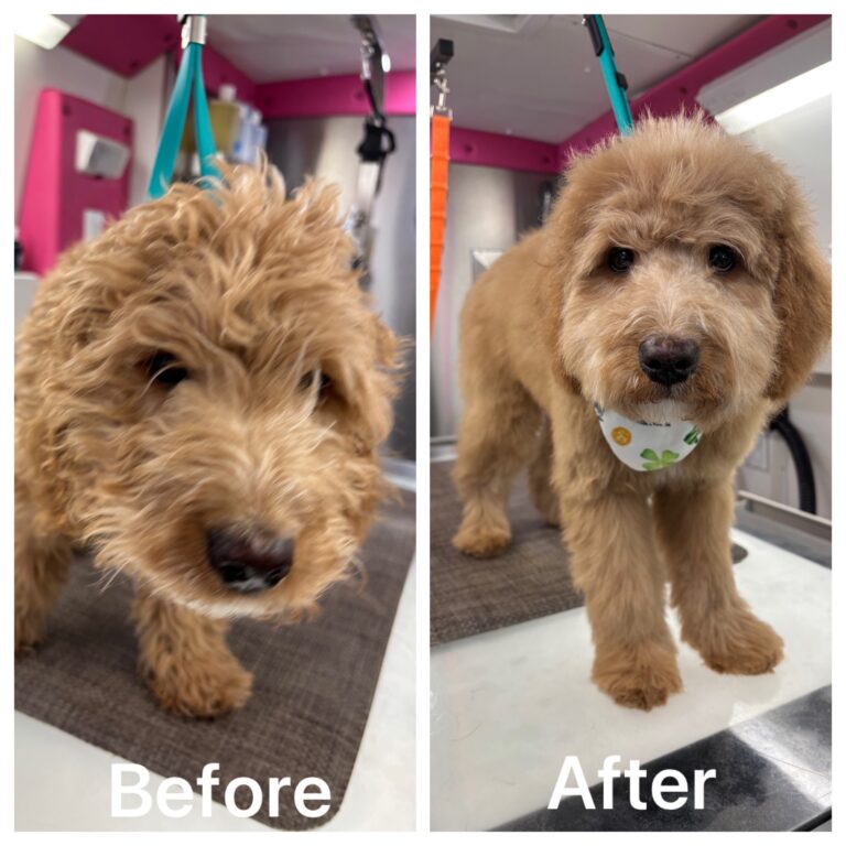 Ripken before and after grooming by Mutha Fluffers