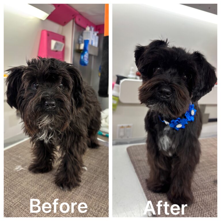 Charlie before and after grooming by Mutha Fluffers