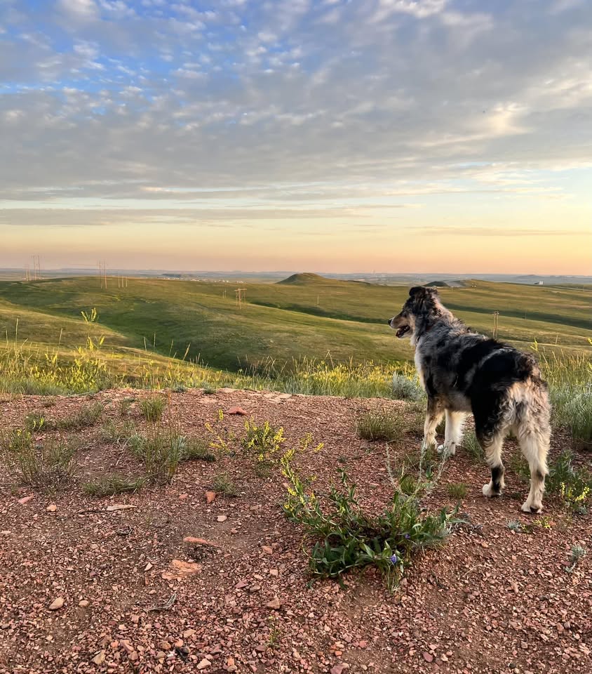 Muttley's Grooming LLC