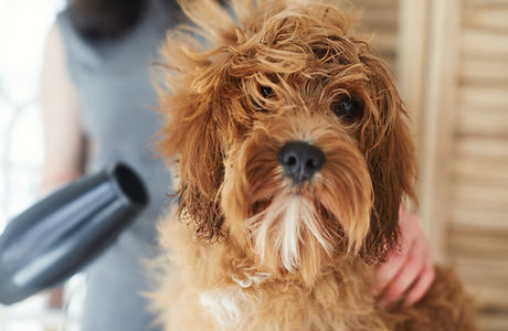 Dog being blow-dried during a Mutty Pawz Grooming appointment.