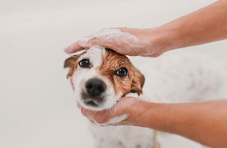 Dog getting a bath from Mutty Pawz Grooming.