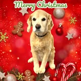 Muttz Cutz Mobile Pet Groomer business photo