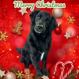 Muttz Cutz Mobile Pet Groomer grooming image