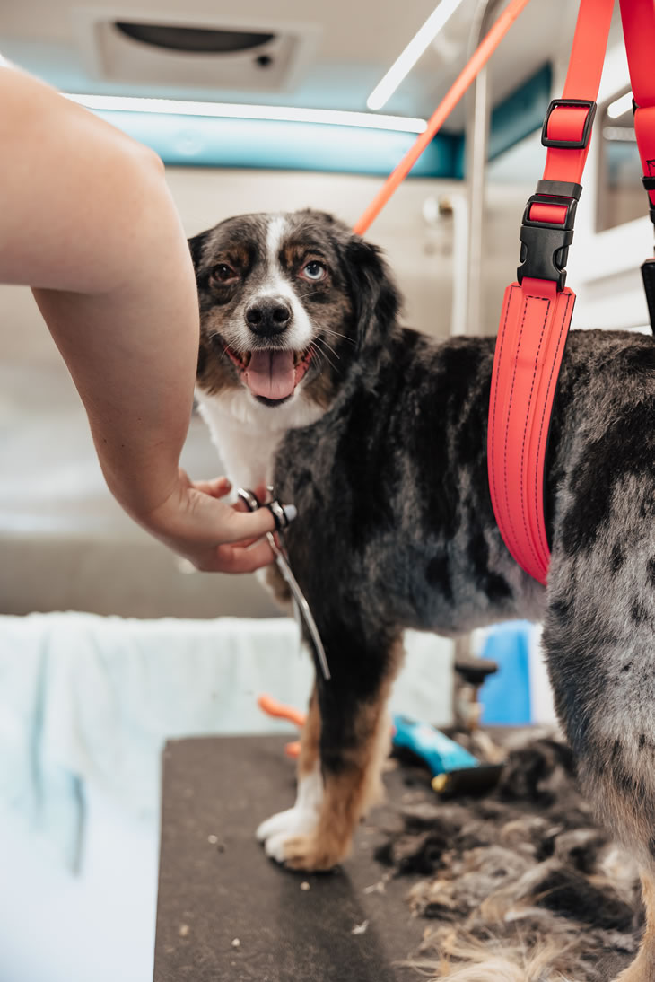 Dog grooming result from My BFF Pet Services