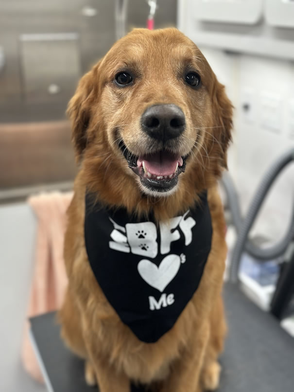 Groomed dog from My BFF mobile pet salon portfolio