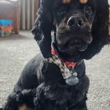 Groomed dog shared by My Love Mobile Dog Grooming