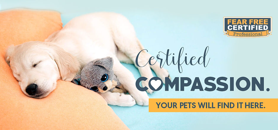 Calm dog featured on My Mobile Groomer website