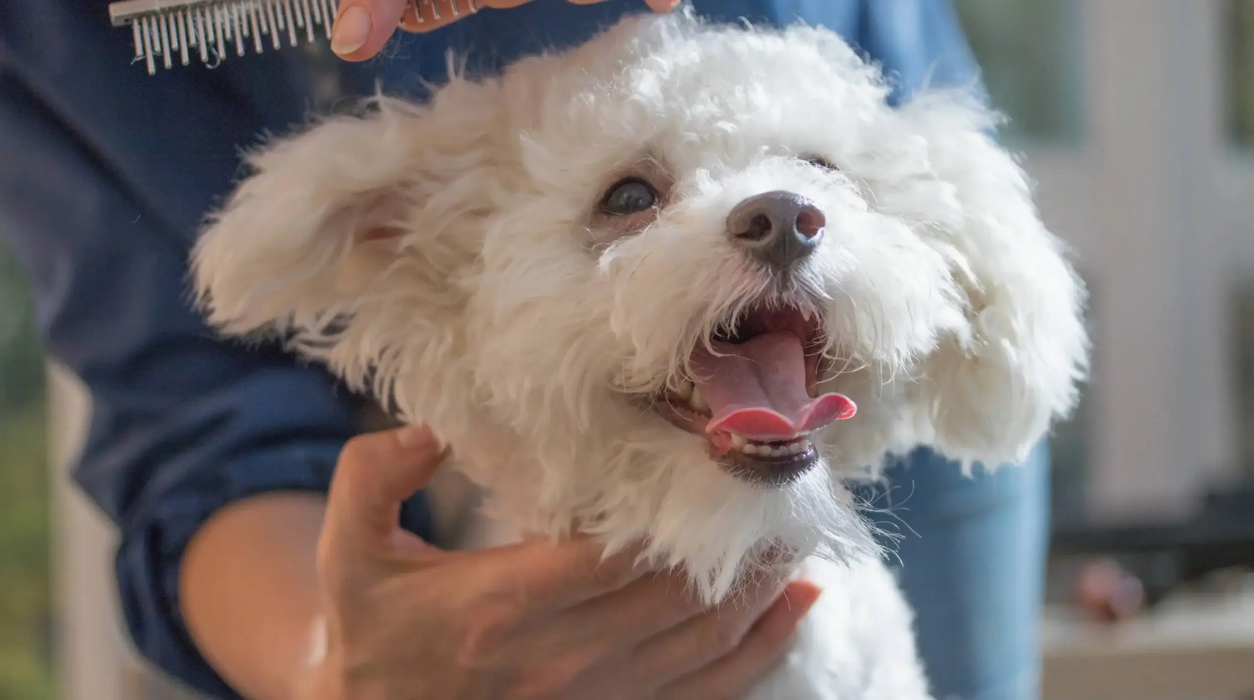 Dog after NaJu Pets grooming