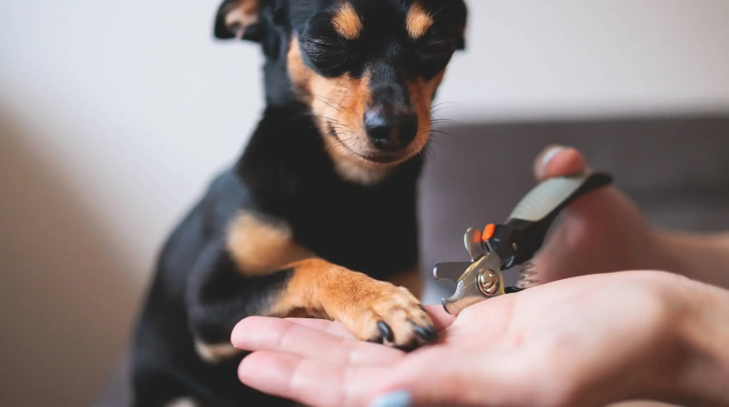Dog nail trimming and paw care image