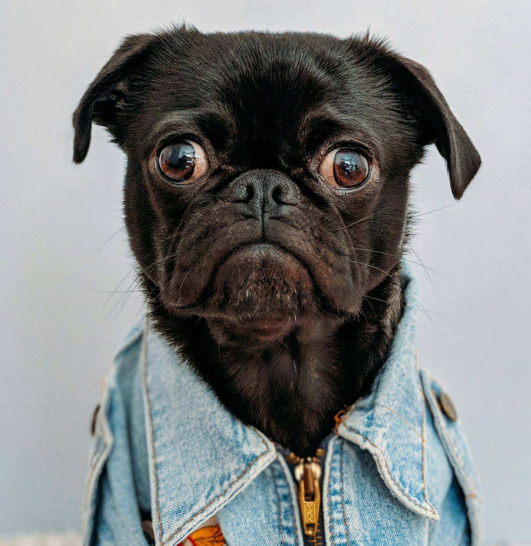 Dog posed after grooming for NH Pet Grooming