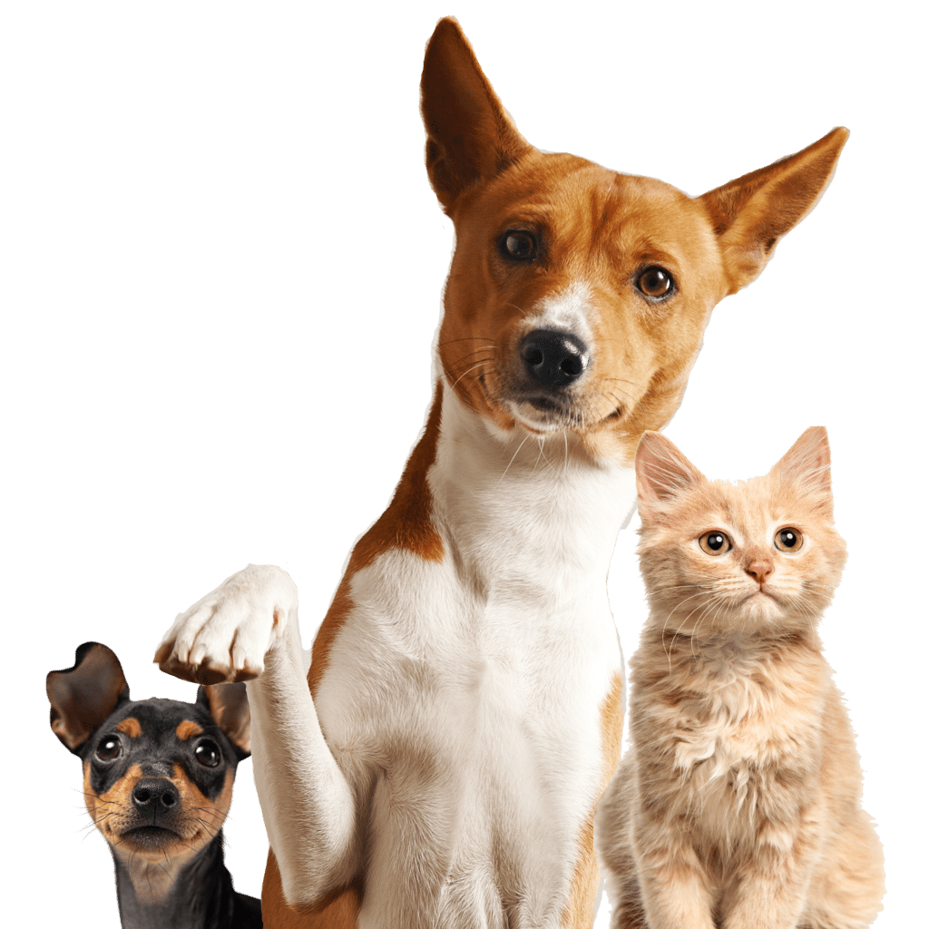 Dog image from NH Pet Grooming location pages