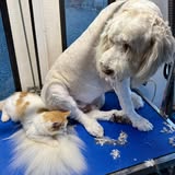 Another groomed dog photo from NK Mobile Dog Grooming
