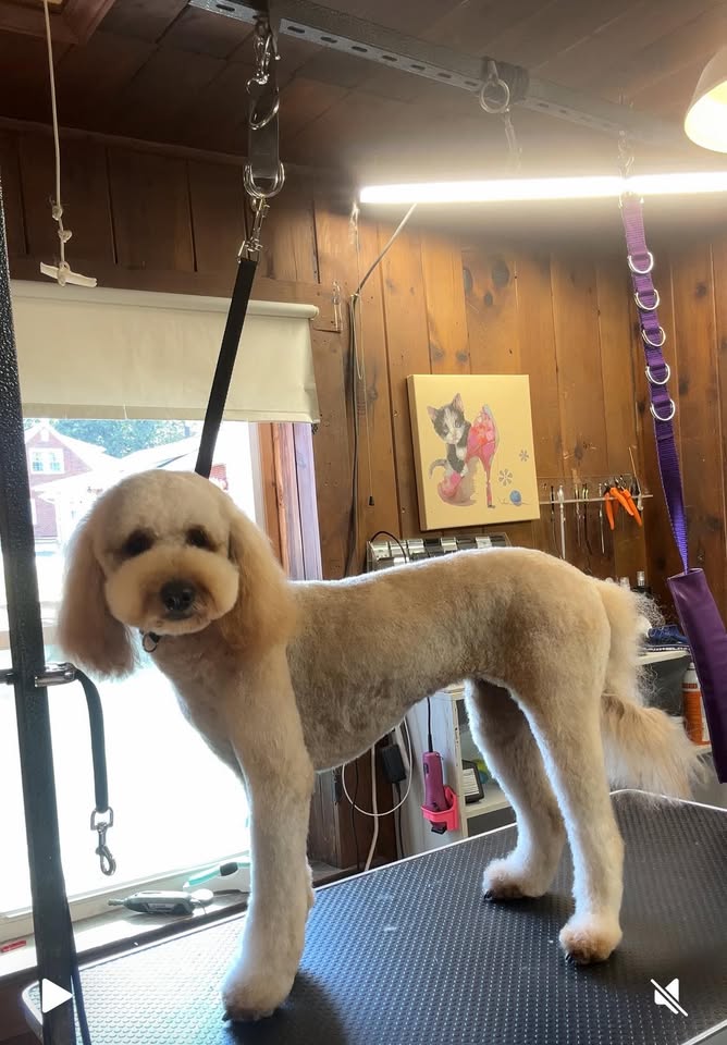 NRV Pet Grooming profile photo