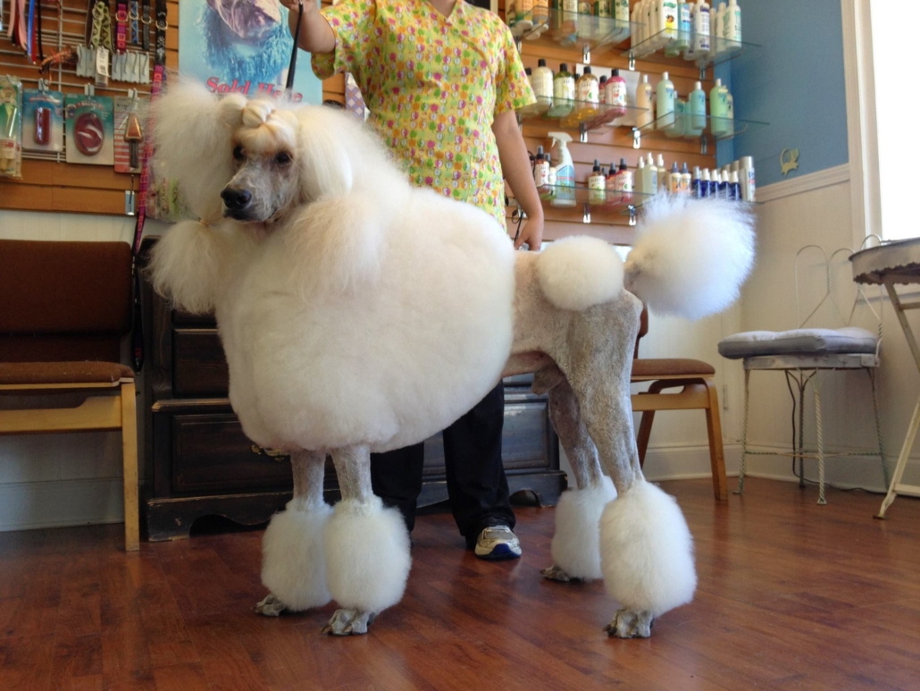 Freshly groomed dog from Oahu Mobile Grooming