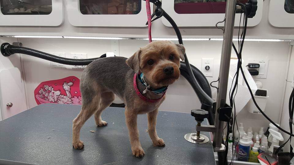 Grooming result from Oahu Mobile Grooming portfolio